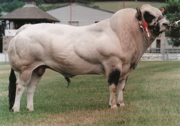 Piemontese - TR357525985