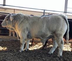 Şarole - TR35879956