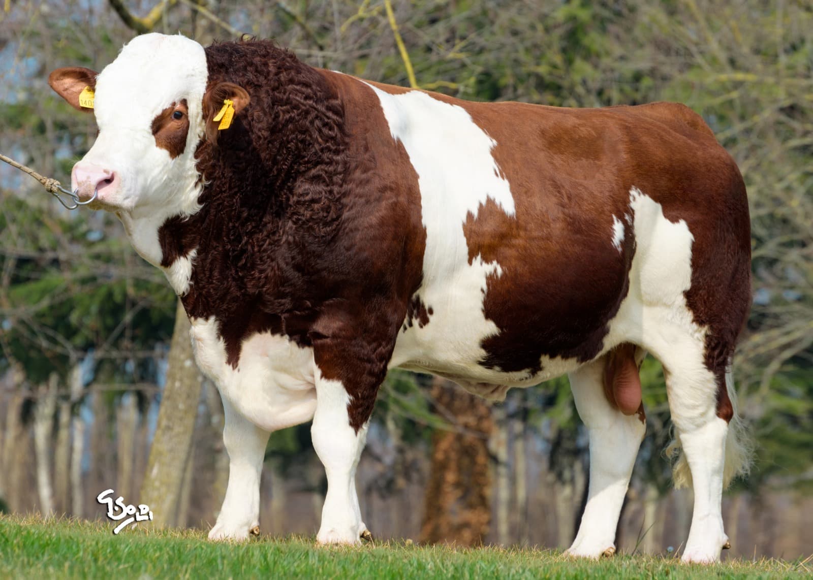 Simental - TR35785426